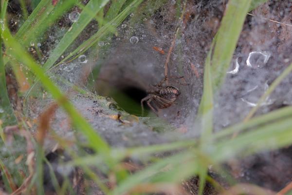 Tela de araña en suelo. Imagen libre de derechos