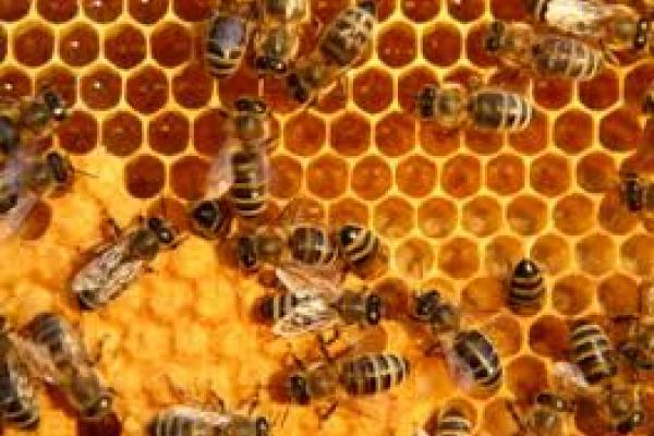 Colmena de abejas
