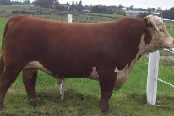 Ganado Hereford