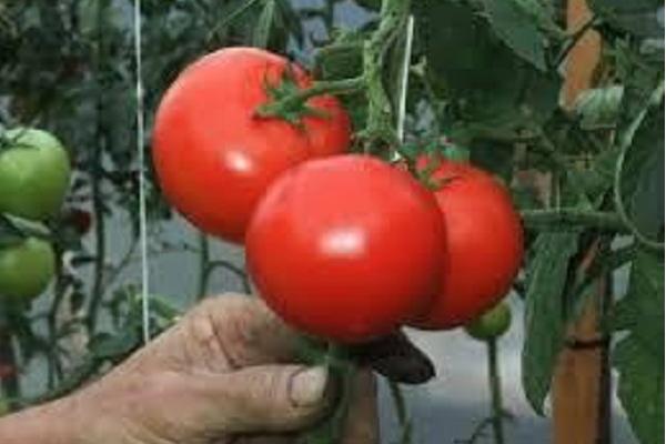 tomates en huerta