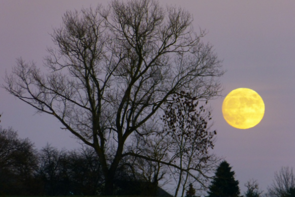 salida de Luna junto a un árbol