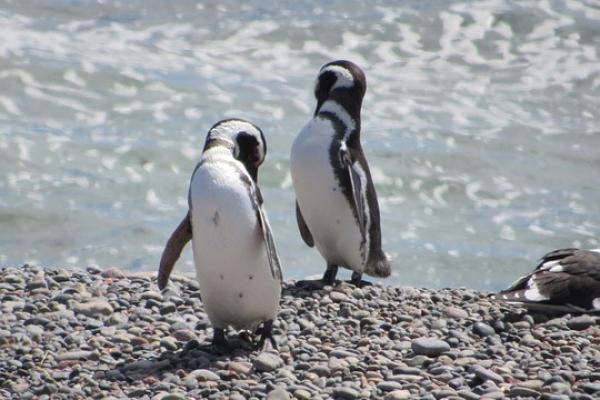 Dos pingüinos de magallanes de pie, en la orilla del mar, sobre una playa de piedras.