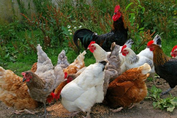 Granja. Imagen de Pixabay.