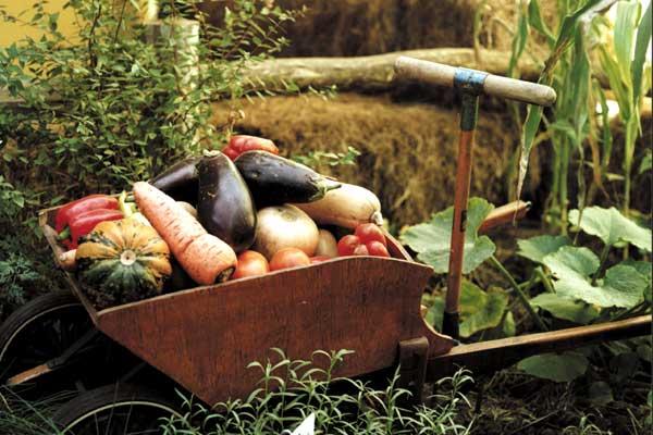 La huerta. Imagen libre de Pixabay.