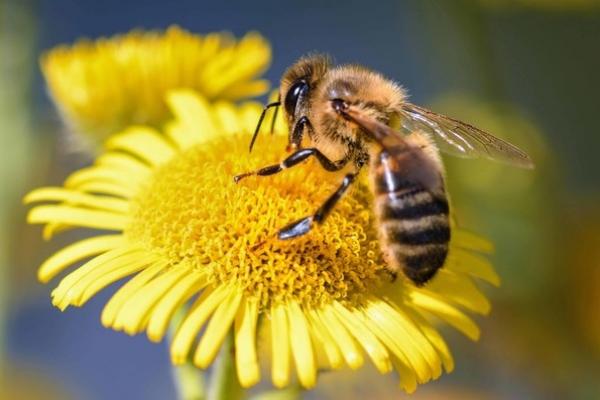 Abeja en una flor