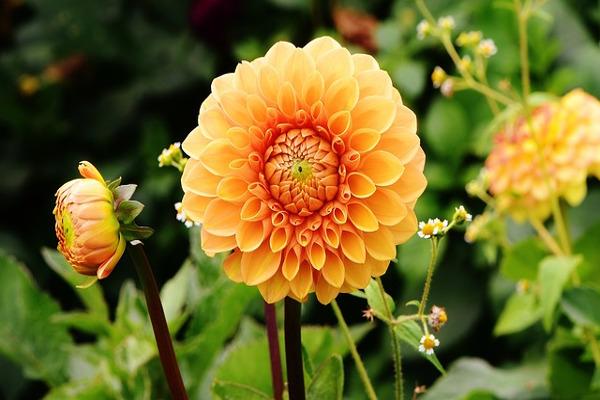 dalia