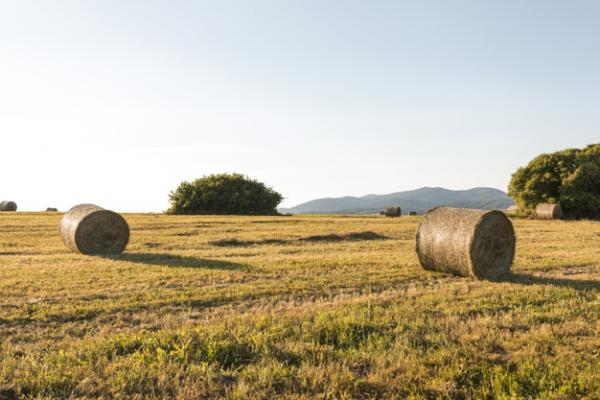 paisaje de campo