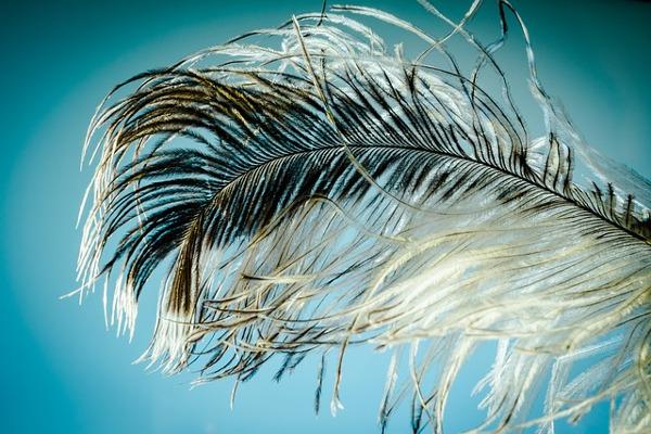 pluma