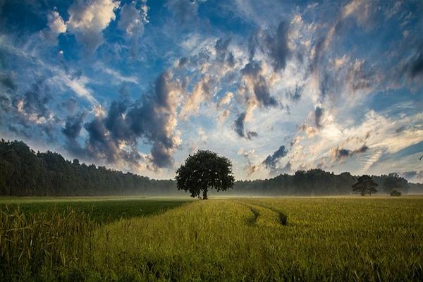 tree