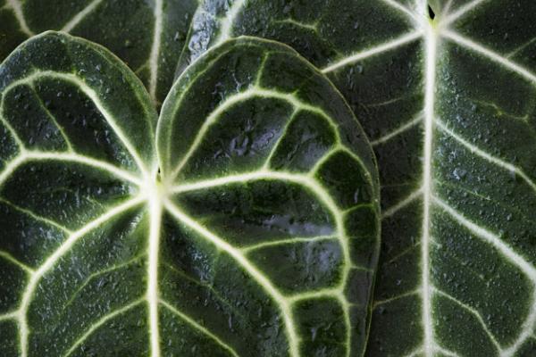 hojas vegetales