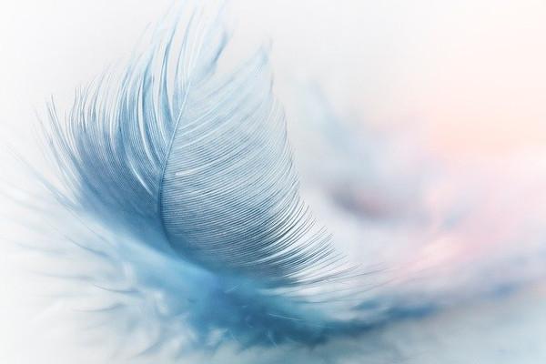 pluma