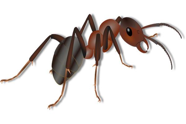 hormiga