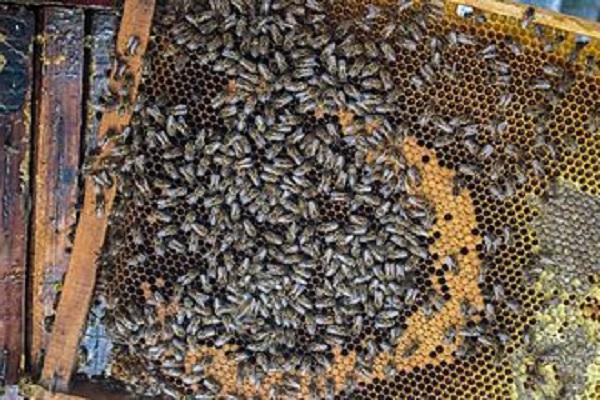Abejas melíferas 2020