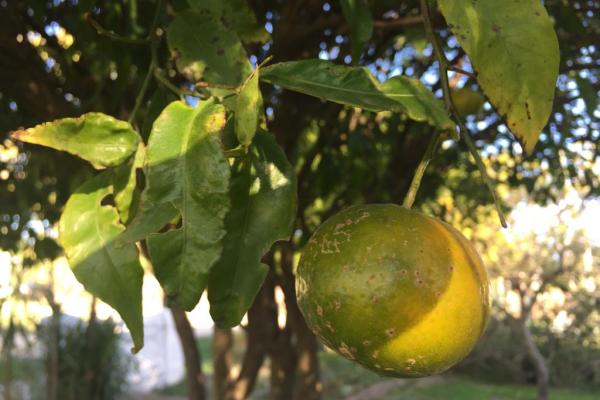 Mandarinas