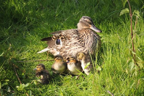 Pata con sus patitos. Imagen libre de derechos de autor, fuente: Pixabay.