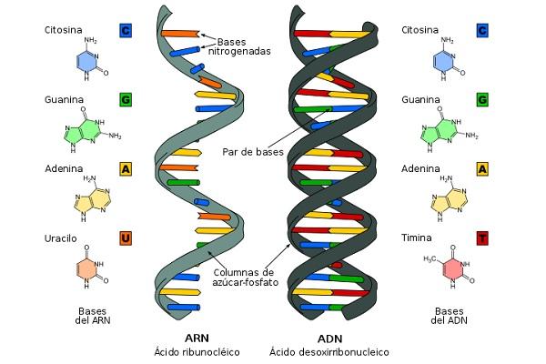 Estructura del ARN y del ADN