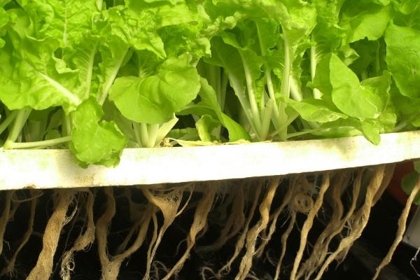 Lechuga hidropónica. Pixabay.