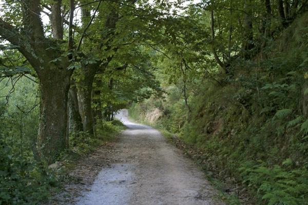 Camino de árboles