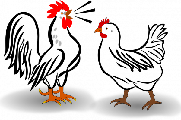 Gallo y gallina. Imagen libre de derechos de autor. 