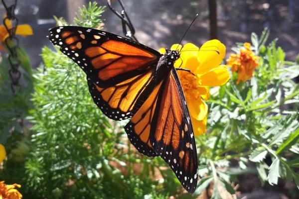 Mariposa Monarca. Imagen libre de derechos de autor.