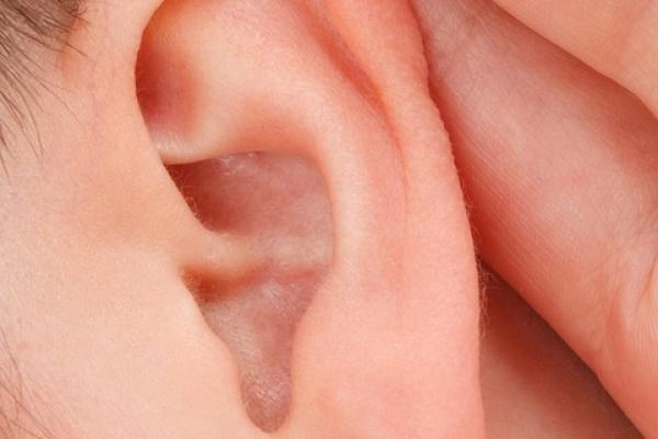 Oreja. Imagen libre de derechos de autor. 