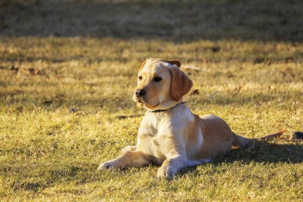 Perro en el pasto. Imagen libre de derechos de autor.