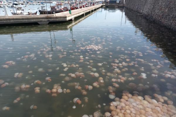 Medusas en Puerto Piríapolis