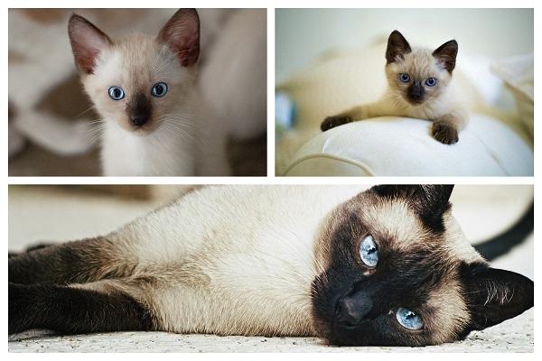 Tres gatos siameses con distintas edades