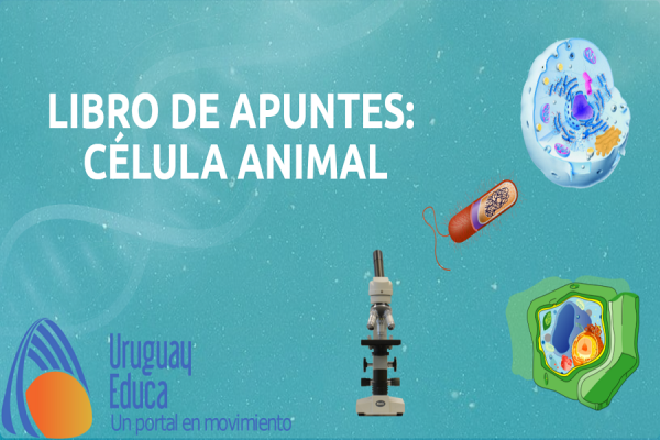 Célula animal