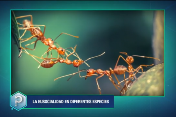 Imagen del video.