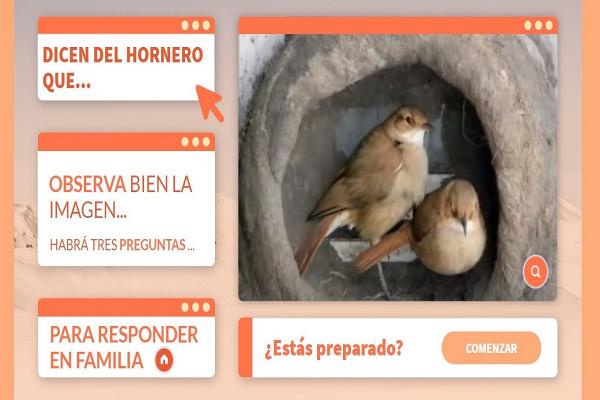 Una pareja de horneros dentro de su nido a medio terminar.
