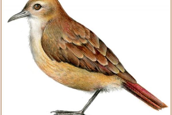 Ilustración a lápices de colores, de un hornero realizada por Natalia Cardozo ilustradora uruguaya.