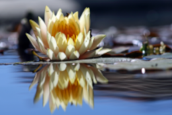 Flor acuática blanca cuya imagen se ve reflejada en la superficie del agua.