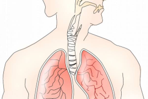 Imagen libre de derechos. Tórax humano donde se ve el aparato respiratorio