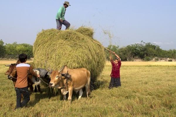 agricultura familiar