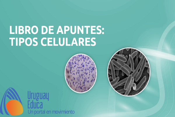 Tipos celualres