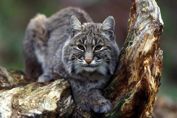 Lince observando sobre el tronco de un árbol