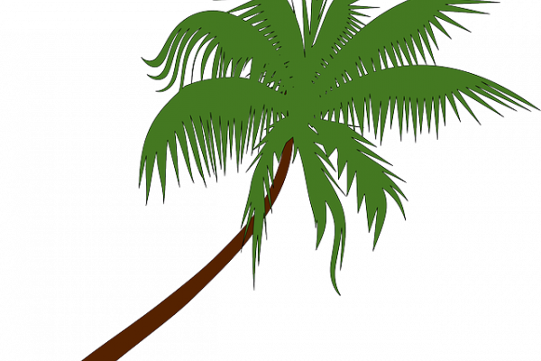 Palmera