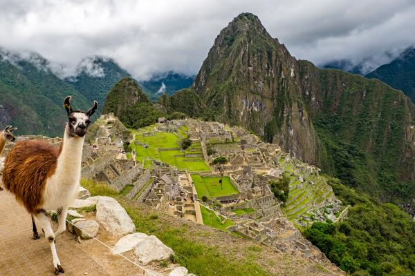 https://pixabay.com/es/photos/per%c3%ba-machu-picchu-lama-2774925/
