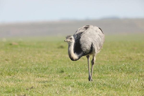 patrimonio fauna 