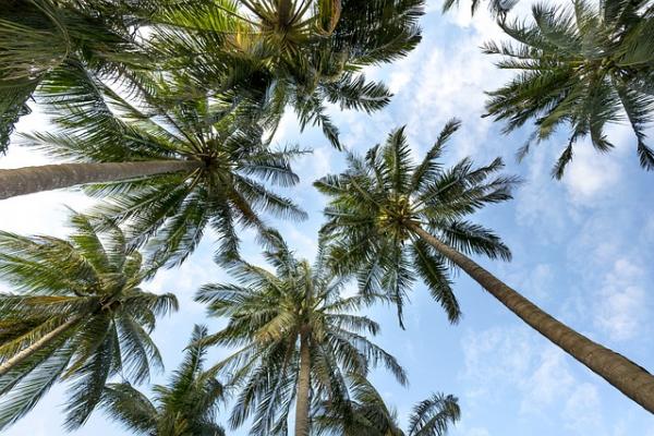 palmeras