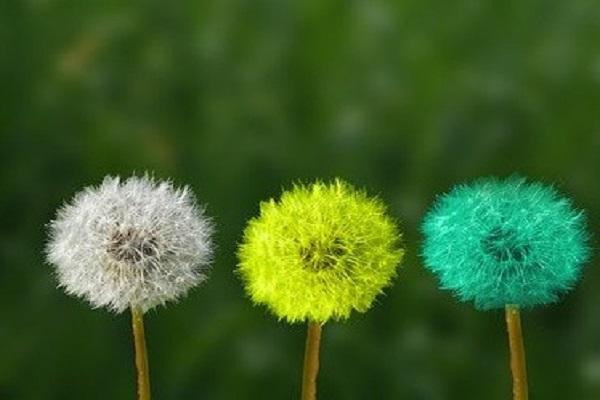 flores diversas