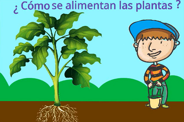 Imagen del video