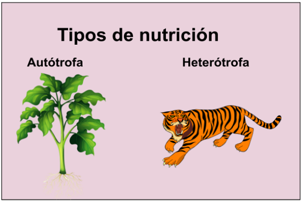 Tipos de nutrición