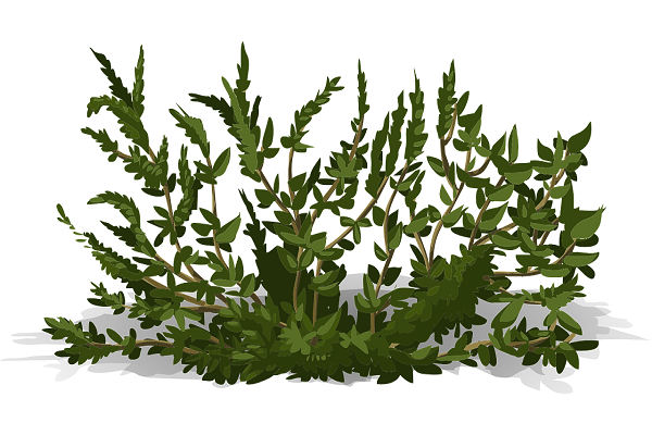 Planta