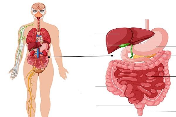 Proceso digestivo