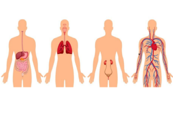 aparatos de la nutrición humana