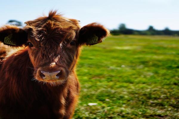 vaca y pasto