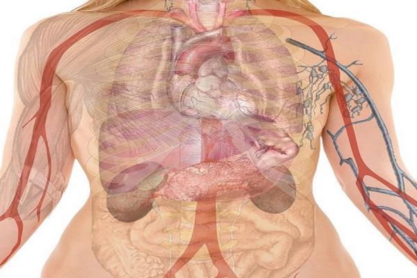 aparatos vinculados a la nutrición humana