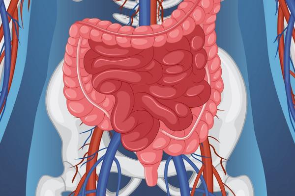 aparatos vinculados a la nutrición humana